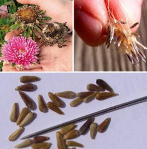 Self-collection of aster seeds