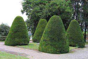 Is it possible to grow boxwood at home signs and superstitions