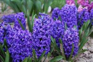 Blue hyacinths are usually the first to bloom.