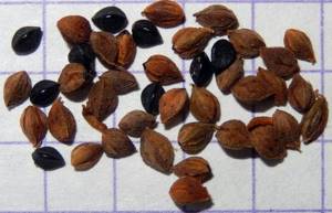 Семена черноплодной рябины