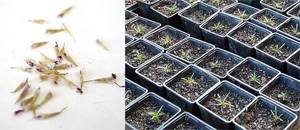 Seeds and seedlings