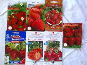 Garden strawberry seeds for seedlings