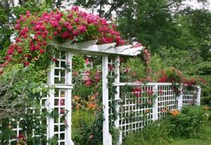 Mesh wooden arch in climbing rose