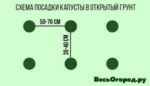 Scheme for planting cabbage in open ground