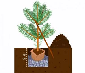 Pine planting scheme