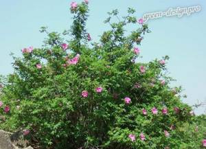 Dahurian rose hip (Rosa davurica)