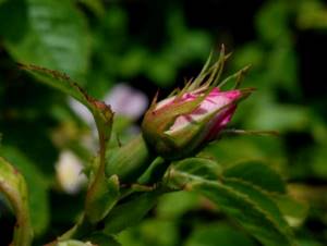Common rose hips: description, classification, useful properties and photos