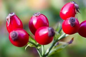 Rose hips, health benefits and harms