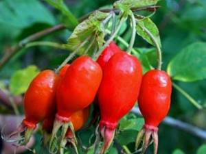 Rosehip Ruby - features of the variety