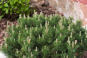 mountain pine cones