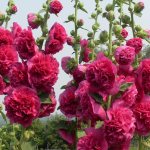 Шток-роза: выращивание из семян