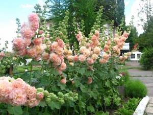 Шток-роза: выращивание из семян