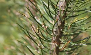 Schutte pine