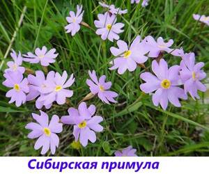 Siberian primrose