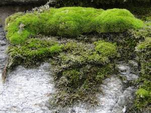 Scandinavian moss or moss