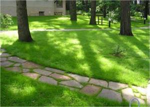 Lawn grass mixture “Shady Alley”