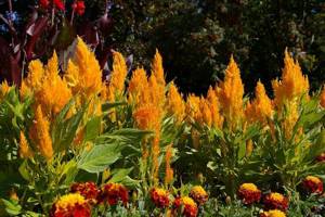 You can mix celosia with literally all annuals.
