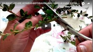 Watch a video about propagating cotoneaster using combined cuttings
