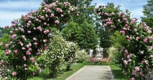 A combination of climbing roses and other plants