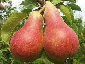 Carmen pear variety