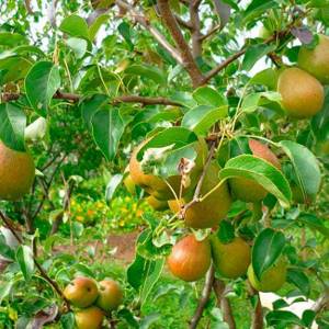 Pear variety Rogneda