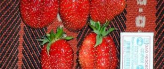 Strawberry variety called Sunny Polyana,
