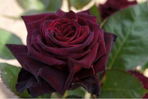 Сорт кустовой розы - Баккара