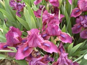 Varieties of iris (irises) with photographs and names