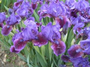 Varieties of iris (irises) with photographs and names
