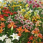 Varieties of lilies with names: the main international classification of lilies