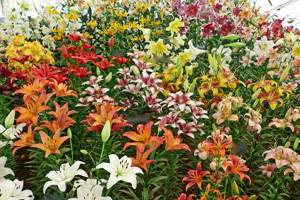 Varieties of lilies with names: the main international classification of lilies