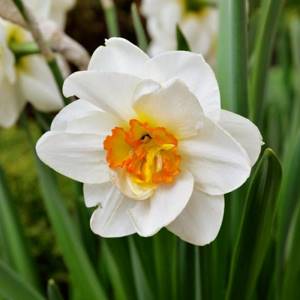 varieties of daffodils