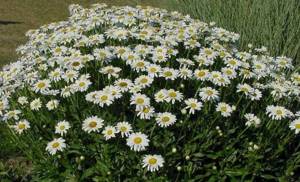 Alaska chamomile varieties