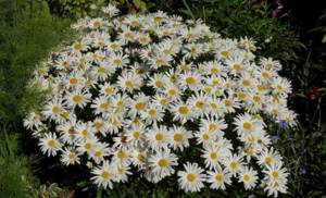 chamomile varieties silver princess