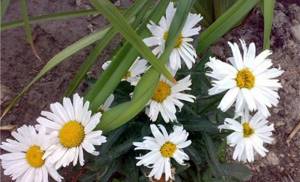 Northern Zvezdla chamomile varieties