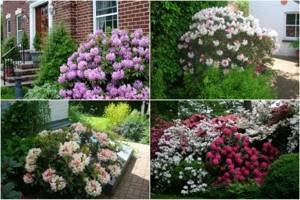 Neighbors of rhododendron. Rhododendrons in the garden, what to plant rhododendron with 