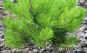 Mountain pine Kobold