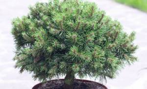 Mountain pine Lilliput