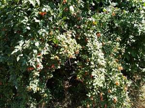 Tips for caring for rose hips