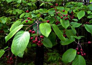 Ripening berries