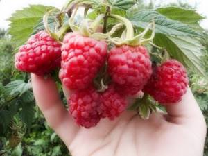 Methods for growing raspberries in a summer cottage