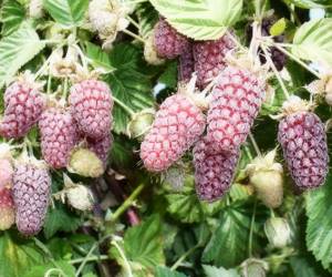 Methods for growing raspberries in a summer cottage