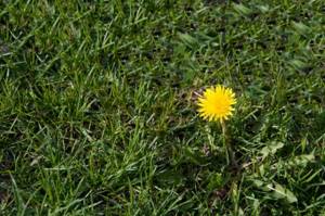 Lawn weed control: the best herbicides and traditional methods for an ideal lawn