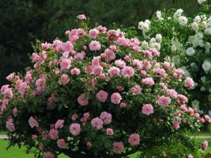 Deadlines for planting park roses
