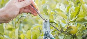timing of pruning fruit trees and shrubs