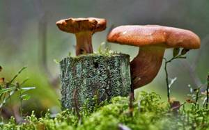 Старый пень можно заселить мицелием съедобных грибов, которые распространятся по пню, развиваясь в настоящую колонию