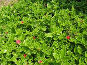 Succulent for the garden Aptenia