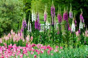 This combination of flowers and plants is typical for free group planting in a natural garden.