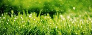 Технология ухода за газоном: обзор 6-ти важных процедур “травяной” заботы