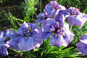 Temperature and lighting - Caring for irises
